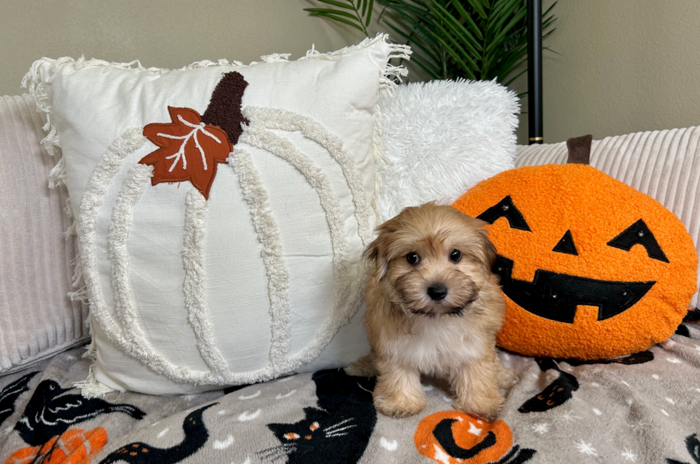 10 week old Morkie Puppy For Sale - Lone Star Pups