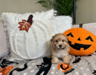 10 week old Morkie Puppy For Sale - Lone Star Pups 10 week old Morkie Puppy For Sale - Lone Star Pups