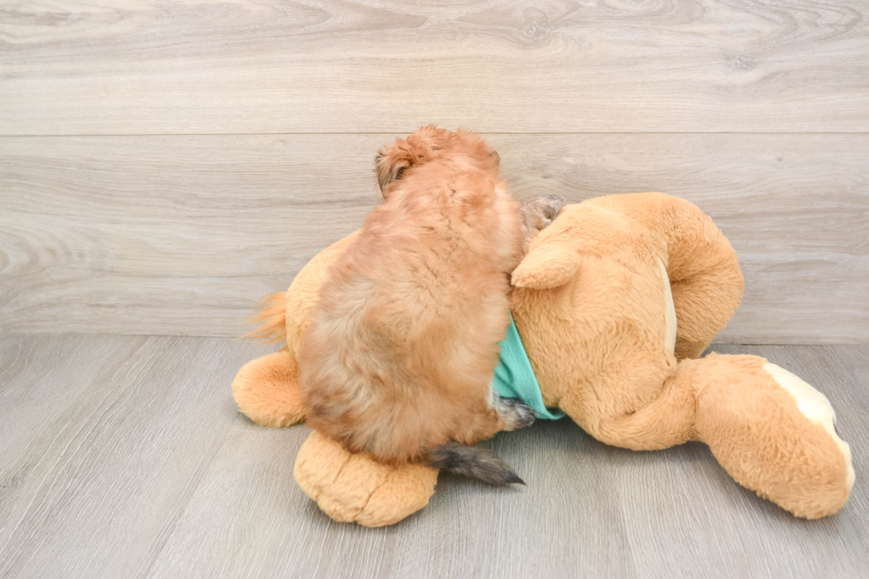 Morkie Puppy for Adoption