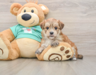 6 week old Morkie Puppy For Sale - Lone Star Pups