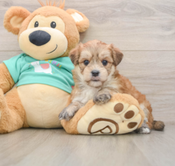 7 week old Morkie Puppy For Sale - Lone Star Pups