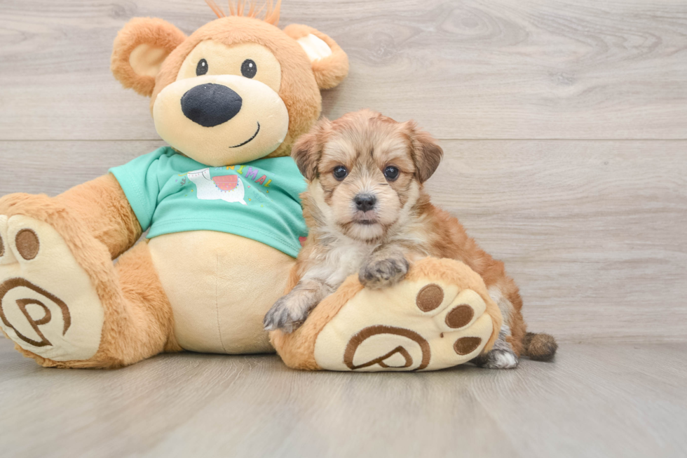 Hypoallergenic Yortese Designer Puppy