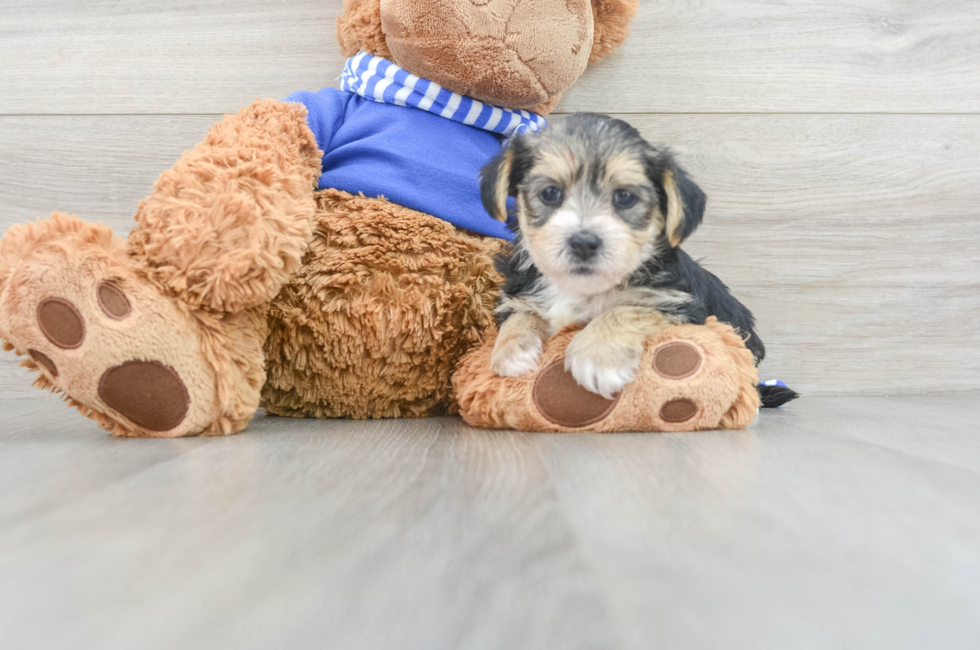5 week old Morkie Puppy For Sale - Lone Star Pups