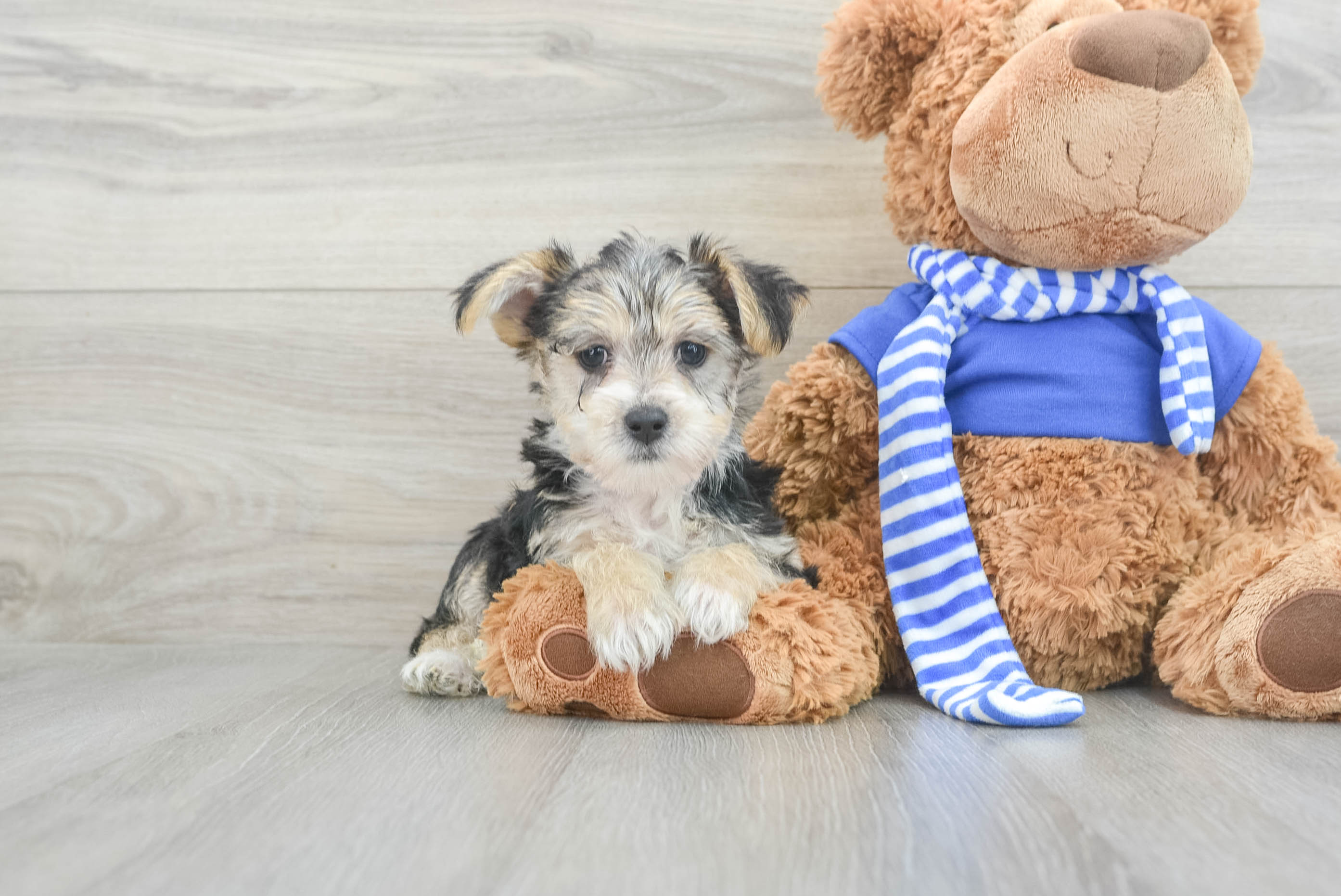 Morkie Pup Being Cute