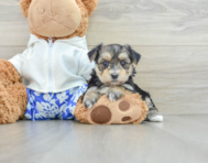 8 week old Morkie Puppy For Sale - Lone Star Pups