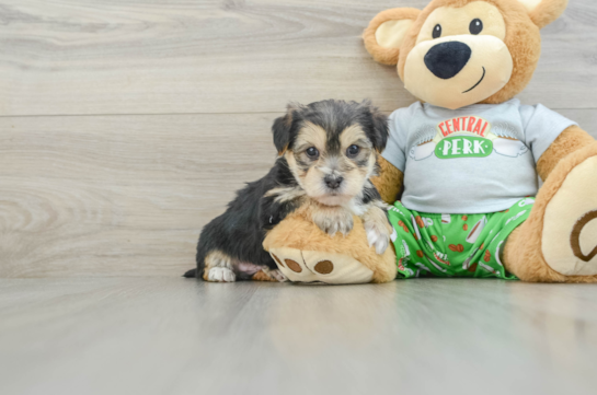 Morkie Puppy for Adoption