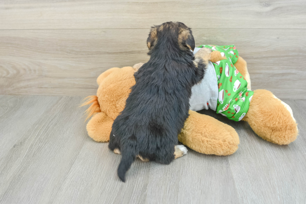 Friendly Morkie Baby