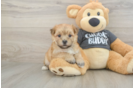 Morkie Pup Being Cute