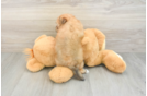 Hypoallergenic Maltiyork Designer Puppy