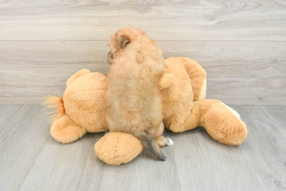 Hypoallergenic Maltiyork Designer Puppy