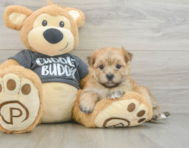 5 week old Morkie Puppy For Sale - Lone Star Pups