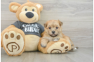 Cute Morkie Baby