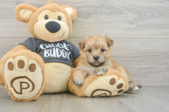 Cute Morkie Baby