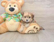 6 week old Morkie Puppy For Sale - Lone Star Pups