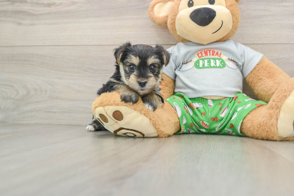 Best Morkie Baby