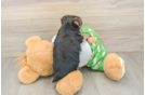 Morkie Puppy for Adoption
