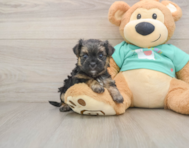 5 week old Morkie Puppy For Sale - Lone Star Pups