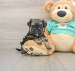 7 week old Morkie Puppy For Sale - Lone Star Pups