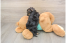 Morkie Pup Being Cute