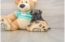 Cute Morkie Baby