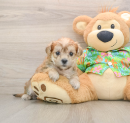 5 week old Morkie Puppy For Sale - Lone Star Pups