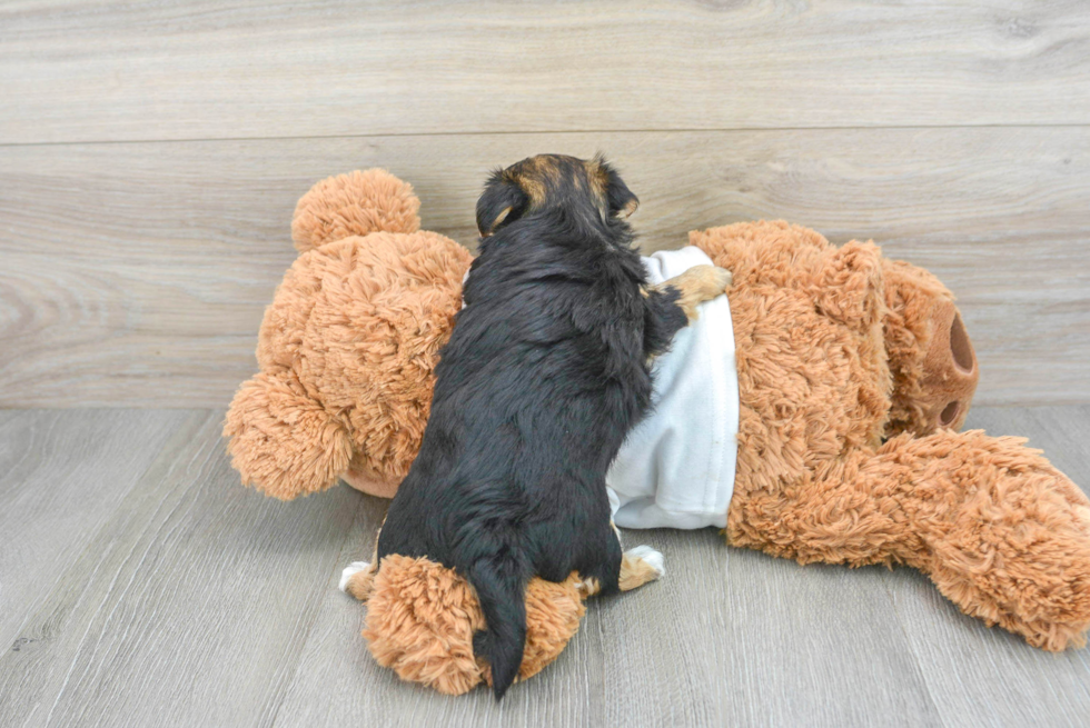 Morkie Pup Being Cute