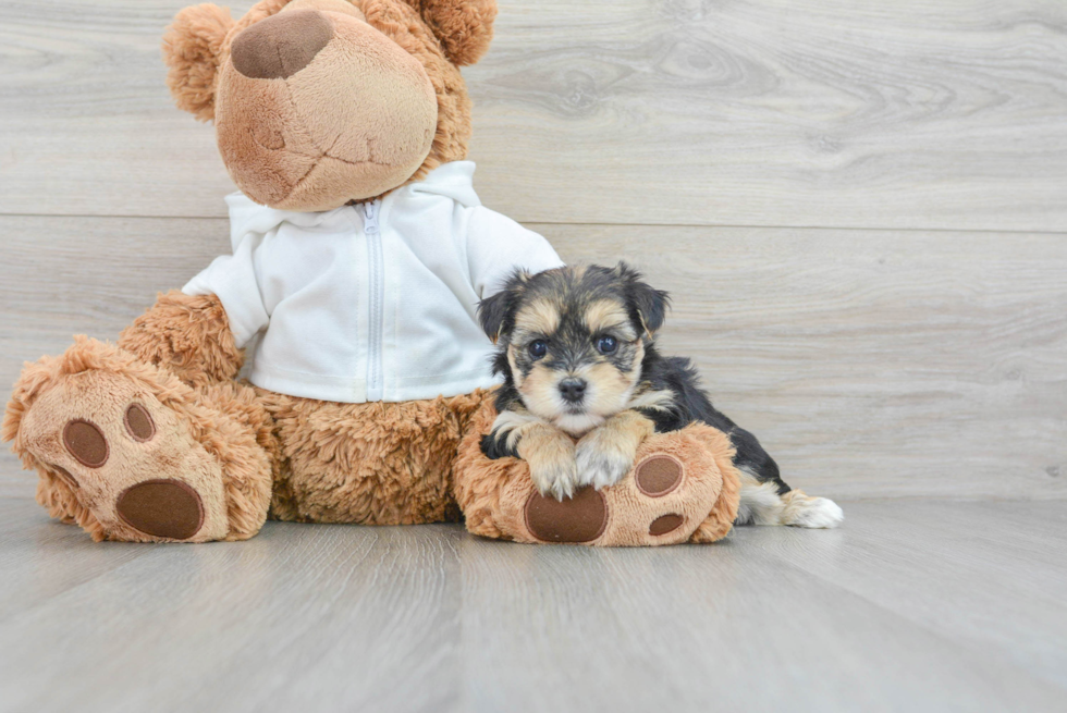 Playful Yorkie Designer Puppy