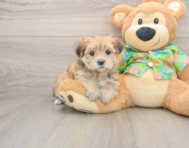 6 week old Morkie Puppy For Sale - Lone Star Pups