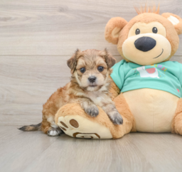 7 week old Morkie Puppy For Sale - Lone Star Pups
