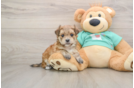 Morkie Pup Being Cute