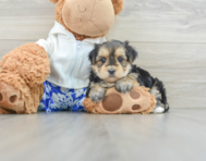 6 week old Morkie Puppy For Sale - Lone Star Pups