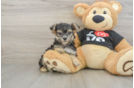 Popular Morkie Designer Pup