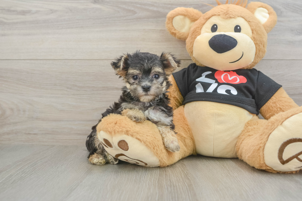 Popular Morkie Designer Pup