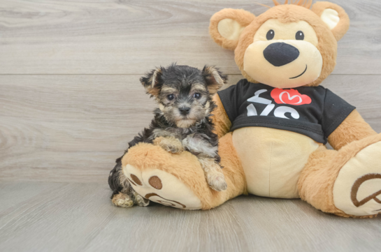 Popular Morkie Designer Pup
