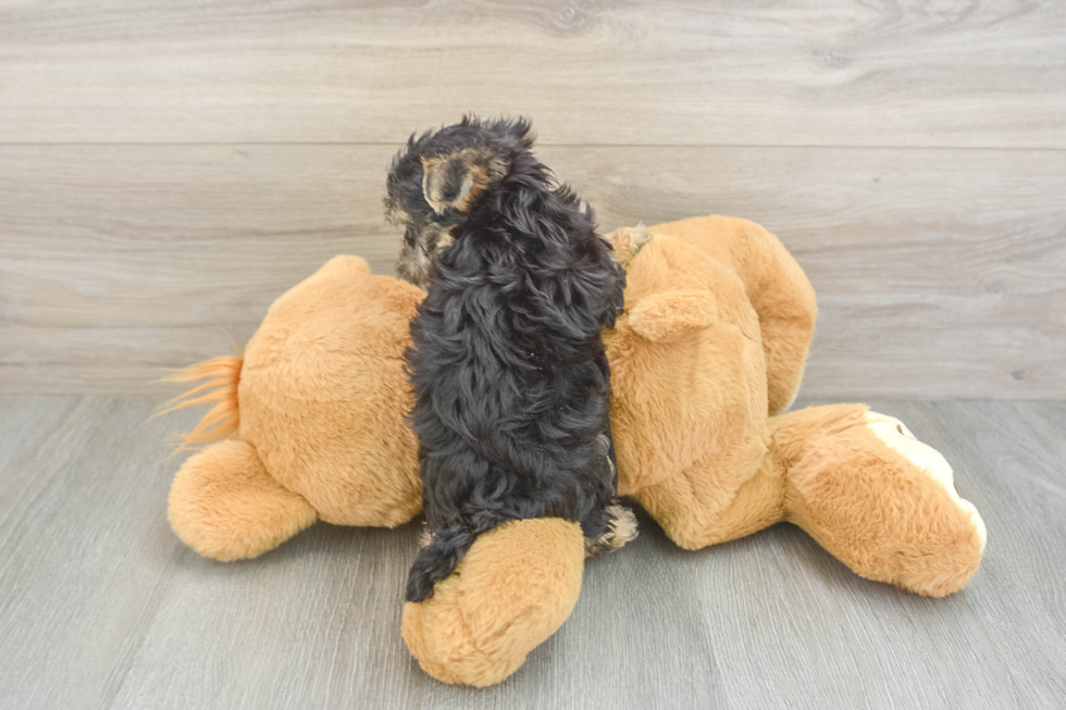 Morkie Puppy for Adoption