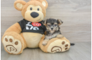 Energetic Malki Designer Puppy