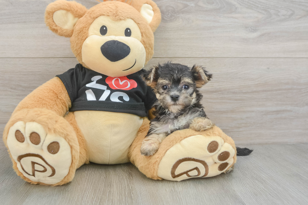 Energetic Malki Designer Puppy