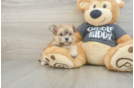 Best Morkie Baby