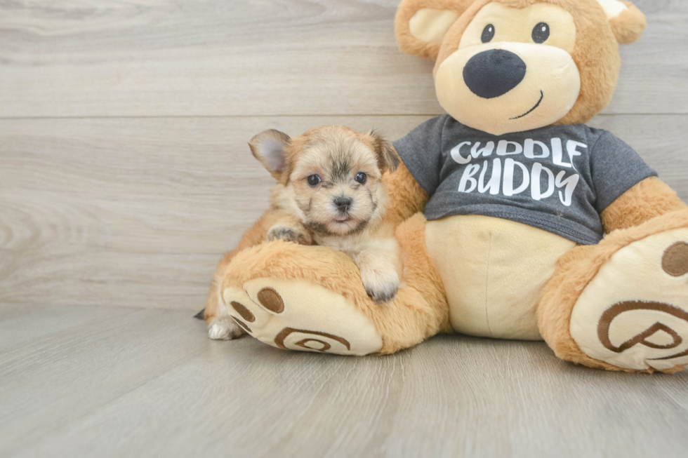 Best Morkie Baby