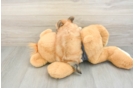 Energetic Yortese Designer Puppy