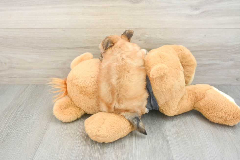 Energetic Yortese Designer Puppy