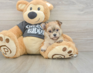 5 week old Morkie Puppy For Sale - Lone Star Pups