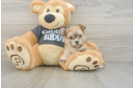 Best Morkie Baby