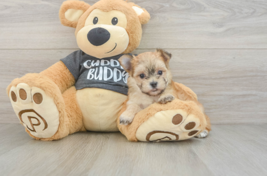 Best Morkie Baby