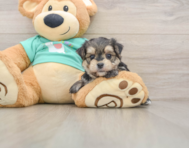 6 week old Morkie Puppy For Sale - Lone Star Pups