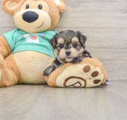 7 week old Morkie Puppy For Sale - Lone Star Pups