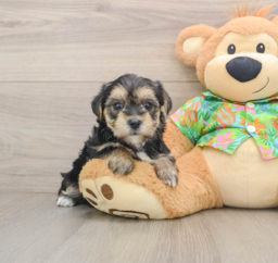 5 week old Morkie Puppy For Sale - Lone Star Pups