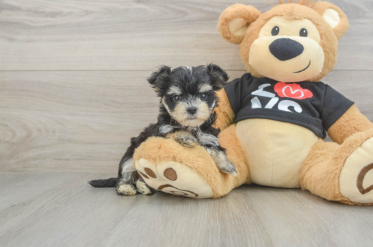Morkie Pup Being Cute
