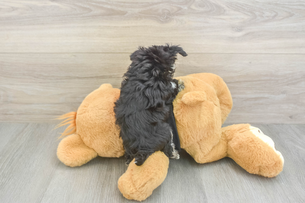 Sweet Morkie Baby