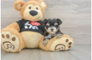 Cute Morkie Baby